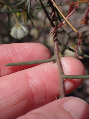 Acacia genistifolia, photograph (c) Nina Kerr, some rights reserved (CC BY)