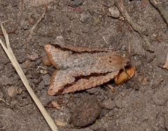 Meritastis