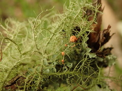 Biatoropsis usnearum