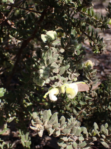 Grevillea alpina, photograph 4