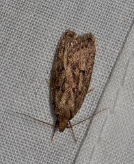 Barea exarcha