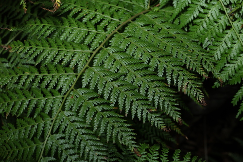 Calochlaena dubia, photograph 6