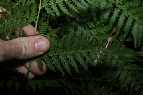 Calochlaena dubia, photograph 5