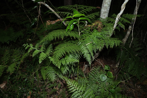 Calochlaena dubia, photograph 4