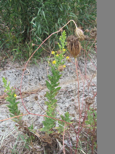 false yellowhead (Dittrichia viscosa)