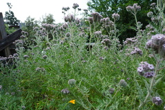 Phacelia hubbyi