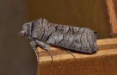 Culama alpina