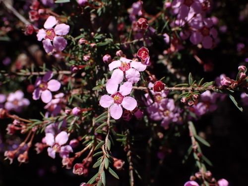 Euryomyrtus ramosissima, photograph 5