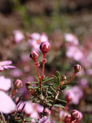 Euryomyrtus ramosissima, photograph (c) Nina Kerr, some rights reserved (CC BY)