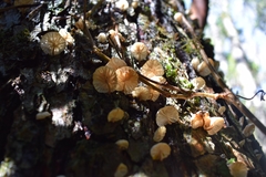 Marasmiellus alliiodorus