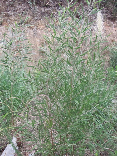 Acacia melanoxylon
