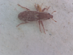 Microlarinus lypriformis
