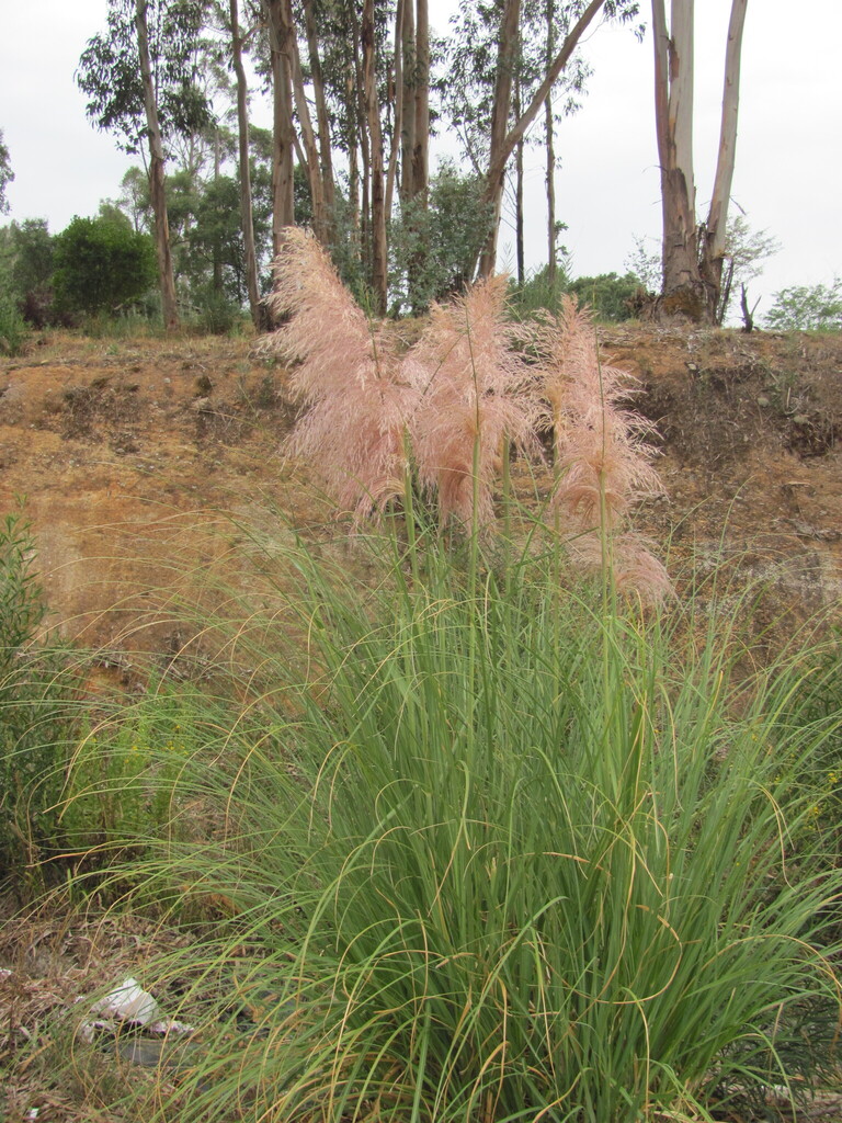 Pampas Grass