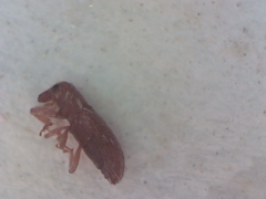 Microlarinus lypriformis