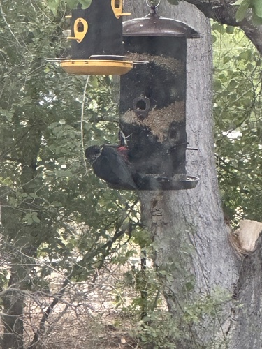 Lewis's Woodpecker