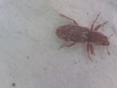Microlarinus lypriformis