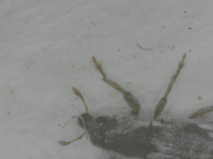 Microlarinus lypriformis