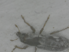 Microlarinus lypriformis