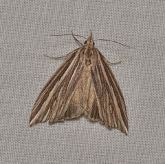 Rhynchopsota delogramma