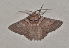 Hypobapta percomptaria