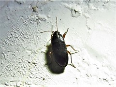 Delochilocoris illuminatus