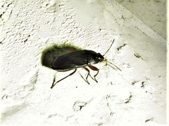 Delochilocoris illuminatus