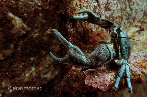 Allopetrolisthes punctatus
