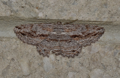 Scioglyptis lyciaria