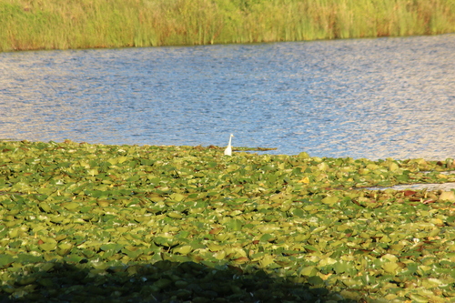 iNaturalist image