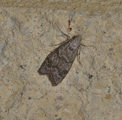 Heteromicta pachytera