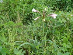 Crinum bulbispermum