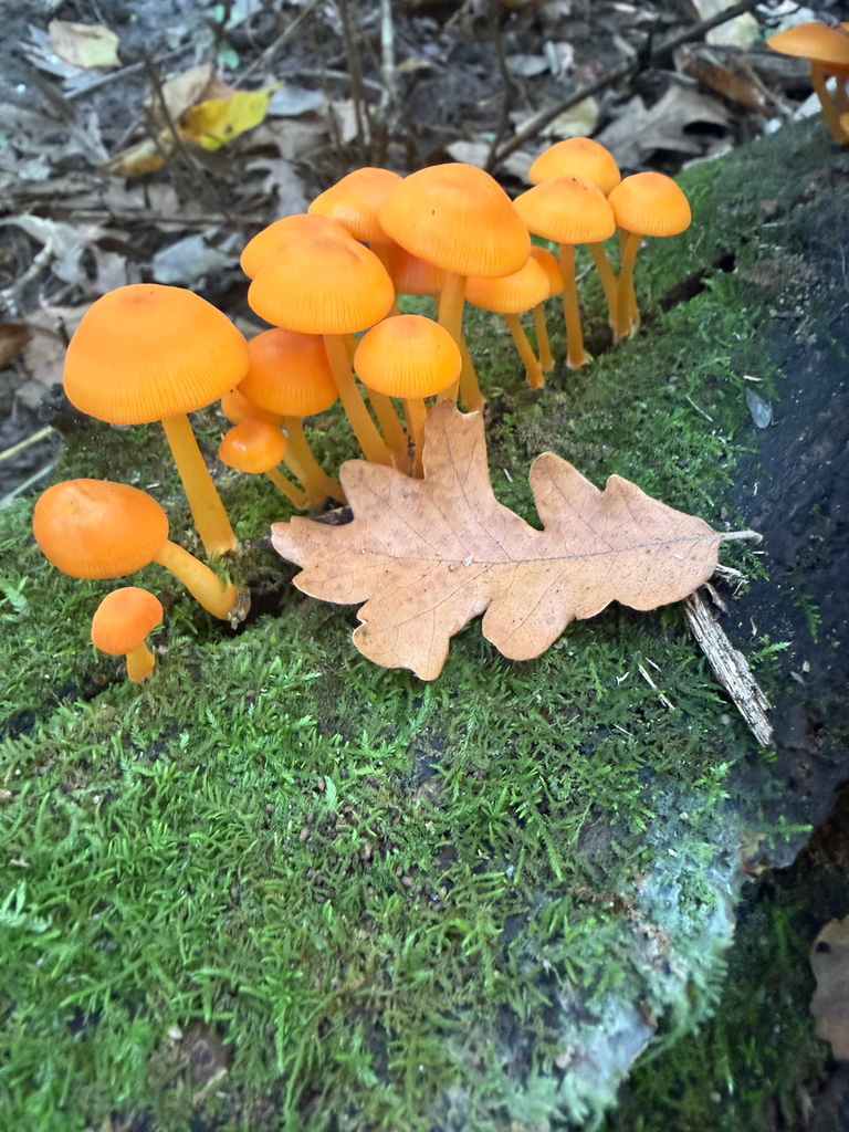 orange mycena · September 2026 · photo: Photo: (c) Erica Tava Johnson, some rights reserved (CC BY) · iNaturalist