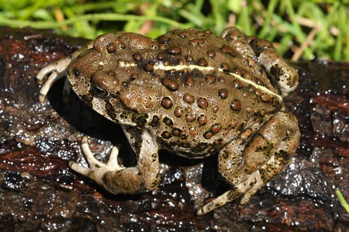 Western Toad - Photo (c) J. N. Stuart, some rights reserved (CC BY-NC-ND)