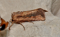 Dasygaster ligniplena