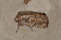 Ectopatria