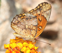 Mexican Fritillary