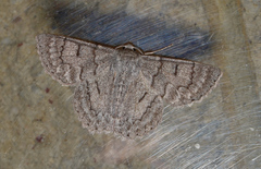 Crypsiphona tasmanica