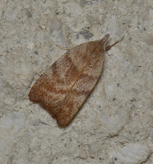 Tortricopsis euryphanella