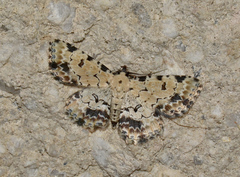 Sandava scitisignata