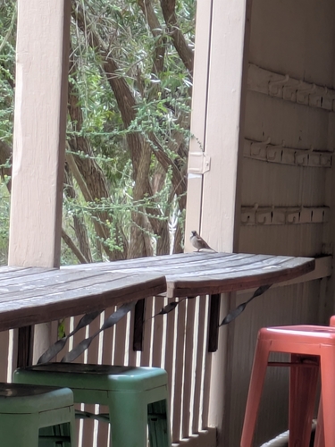 House Sparrow