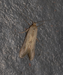 Platoloncha psamathina