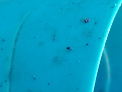 Contopus latirostris