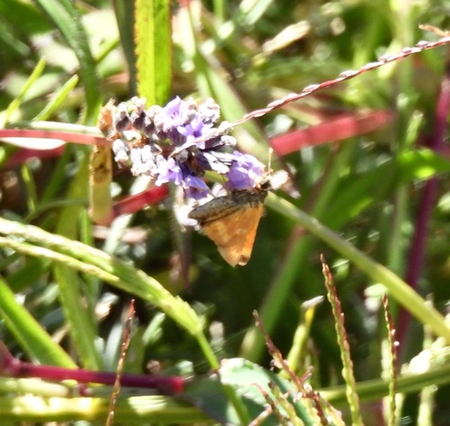 Woodland Skipper