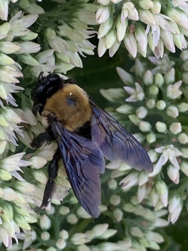 Eastern Carpenter Bee