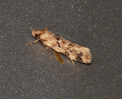Opsitycha squalidella