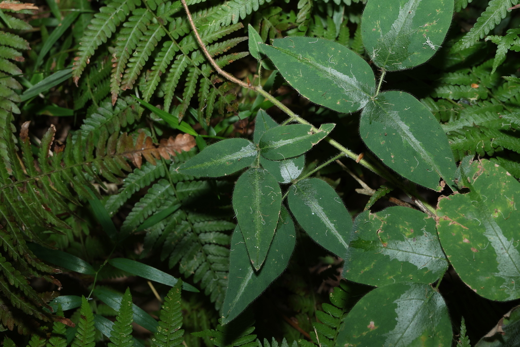 Desmodium uncinatum; photograph (c) Greg Tasney, some rights reserved (CC BY-SA)