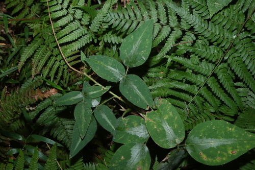Desmodium uncinatum, photograph 1