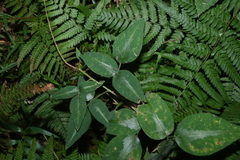 (c) Greg Tasney, some rights reserved (CC BY-SA) Desmodium uncinatum, photograph (c) Greg Tasney, some rights reserved (CC BY-SA)
