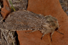 Oncopera rufobrunnea