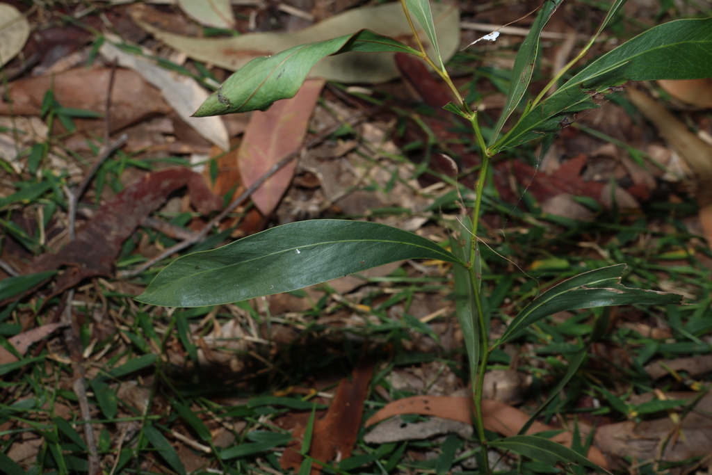 Acacia falcata; photograph (c) Greg Tasney, some rights reserved (CC BY-SA)